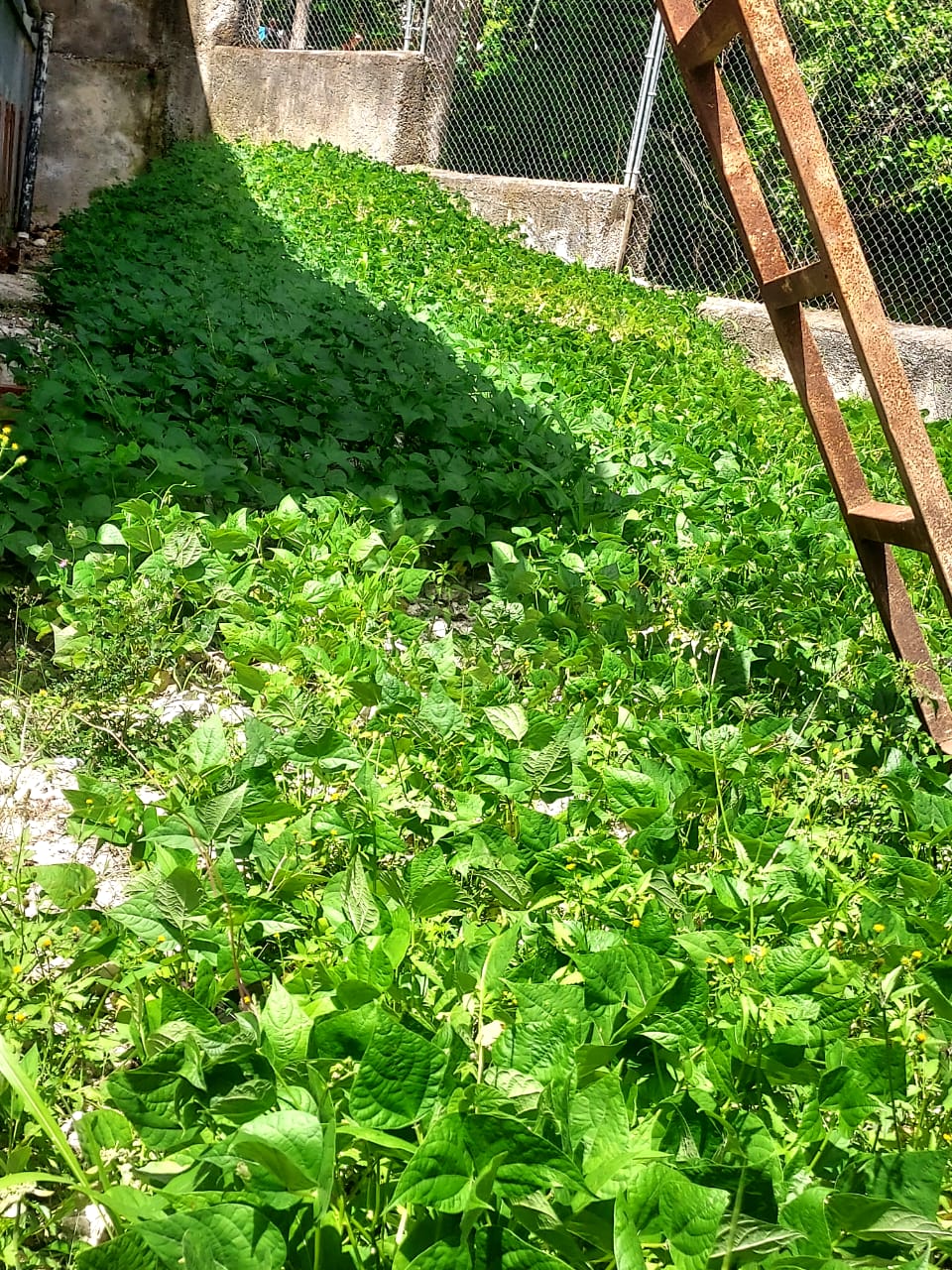 School garden is flourishing